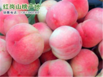 滿城盛同農產品銷售官方 保定滿城紅崗山桃原產地及多元化農產品供應