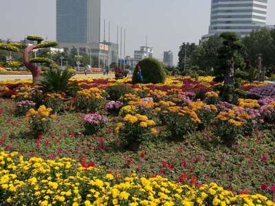 保定人民廣場 一場菊花的視覺盛宴